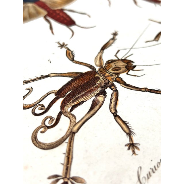 Green 1806 Hand-Colored Entomology Engravings by J. Wilkes – Set of 2 For Sale - Image 8 of 12