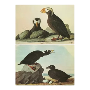 1966 Vintage Nautical Cottage Print "Tufted Puffin and Surf Duck" After John James Audubon