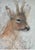 Brown Vintage Original Wood Framed and Signed Deer and Tree Artwork. For Sale - Image 8 of 10