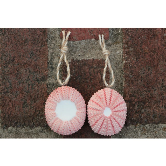 Sea Urchin Christmas Ornaments in Pink - Set of 6 For Sale - Image 4 of 5