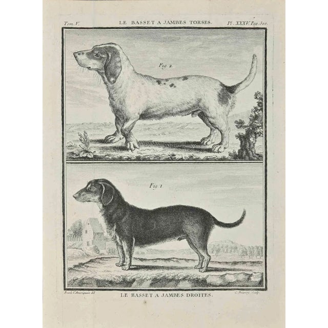 Jean Charles Baquoy, Le Basset A Jambes Droites, Etching, 1771 For Sale
