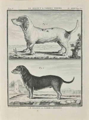 Jean Charles Baquoy, Le Basset A Jambes Droites, Etching, 1771