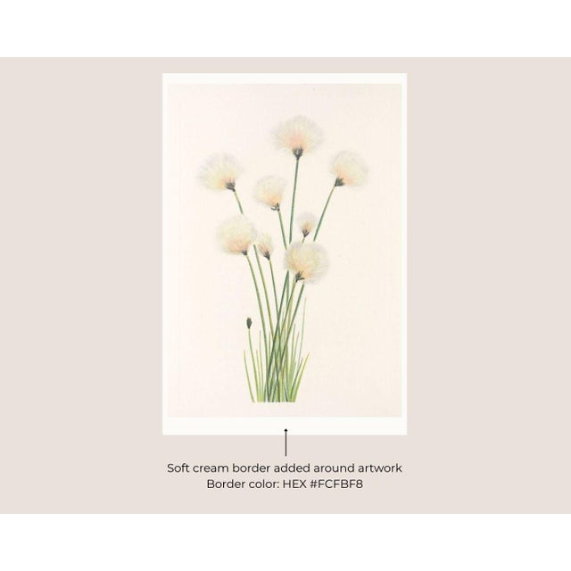 Not Yet Made - Made To Order Hare's-Tail Cottongrass, Vintage Botanical Art Print by Mary Vaux Walcott, 40" X 60" For Sale - Image 5 of 10