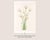Not Yet Made - Made To Order Hare's-Tail Cottongrass, Vintage Botanical Art Print by Mary Vaux Walcott, 40" X 60" For Sale - Image 5 of 10