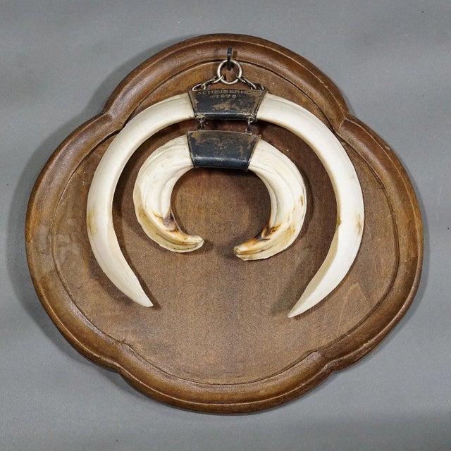 Rustic Large Vintage Wild Boar Tusk Trophy on Wooden Plaque, Germany 1970s For Sale - Image 3 of 8