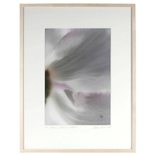 Gaetan Caron Gaétan Caron "Poeticus" Mendocino Floral Still Life Photograph, 2014 2014 For Sale - Image 4 of 5