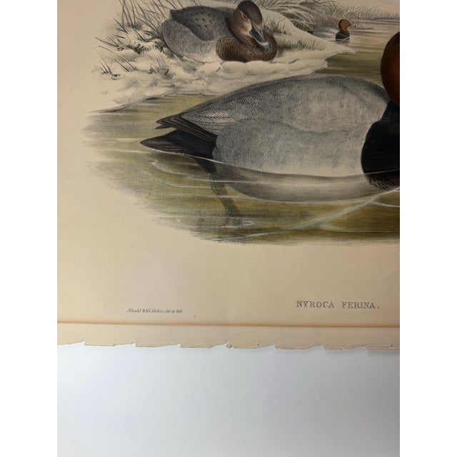 Printmaking Materials 1860s Hand-Colored Duck Lithograph From John Gould’s “Birds of Great Britain” For Sale - Image 7 of 9