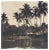 Hanna Seidel, Colombian Palm Trees, Black and White Photograph, 1960s For Sale