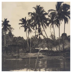 Hanna Seidel, Colombian Palm Trees, Black and White Photograph, 1960s
