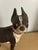 1940s Antique Cast Iron Boston Terrier Painted Doorstop For Sale - Image 5 of 8