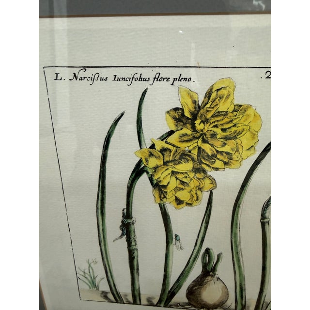 Paper Soicher-Marin Daffodil Botanical Art Print, Pair For Sale - Image 7 of 12