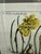 Paper Soicher-Marin Daffodil Botanical Art Print, Pair For Sale - Image 7 of 12