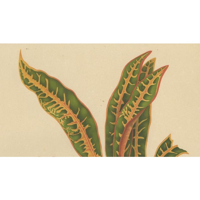 Berthe Hoola van Nooten, Garden Croton (Joseph's Coat), 1880, Chromolithograph For Sale - Image 6 of 9