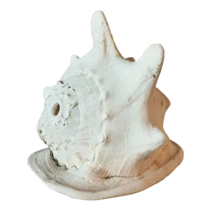 Queen Helmet Conch Shell