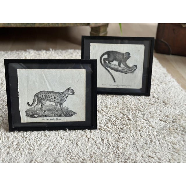 Black Biedermeier Artist, The Gentle Cat, 1831, Lithograph, Framed For Sale - Image 8 of 18