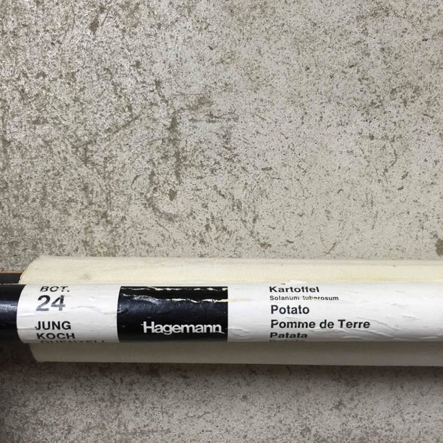 Textile Vintage Botanical West German Biology Print Chart by Hagemann, Germany, 1960s For Sale - Image 7 of 9