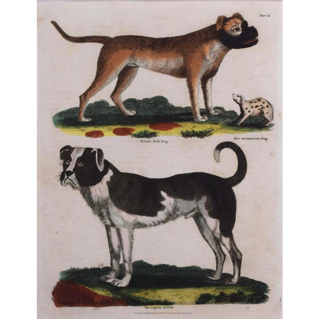 English 19th Century Antique Hand Colored Dog Engraving of a Mastiff and English Bulldog For Sale - Image 3 of 5
