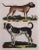 English 19th Century Antique Hand Colored Dog Engraving of a Mastiff and English Bulldog For Sale - Image 3 of 5