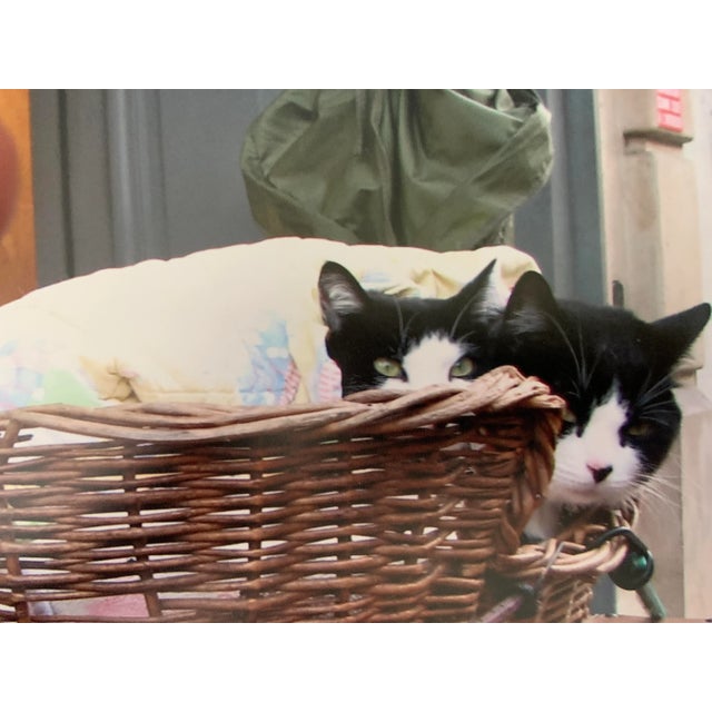 Contemporary "Cats at Portobello Market, London" Contemporary Street Photograph Print by Louise Weinberg For Sale - Image 3 of 6