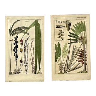 Vintage Boho Botanical Engravings - Set of 2 For Sale