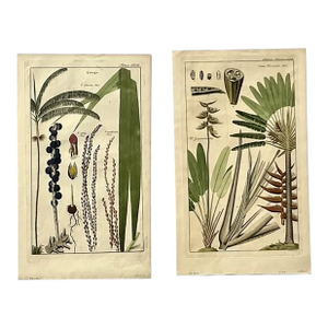 Vintage Boho Botanical Engravings - Set of 2