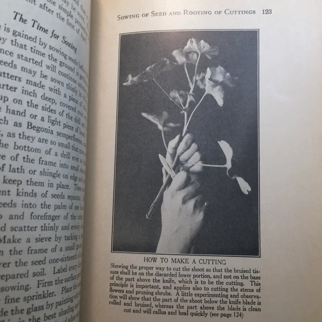 1929 "Milady's House Plants" Hardcover Book For Sale - Image 9 of 11