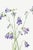 Harebell, Vintage Botanical Art Print Reproduction by Mary Vaux Walcott, 16" X 24" For Sale In Buffalo - Image 6 of 10
