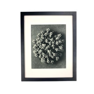 Framed Antique Photogravure Blossfeldt Botanical Print - No. 117 For Sale