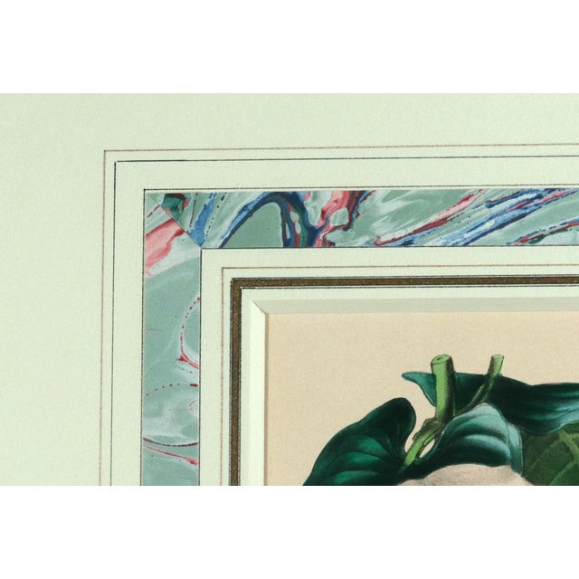 Paper Antique Botanical Prints by Sir Joseph Paxton From the Magazine of Botany For Sale - Image 7 of 16