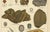 Dr. Gustav Adolph Kenngott, Mineralogy Quartz, Agate & Tourmaline, 1888, Chromolithographs, Set of 3 For Sale - Image 6 of 13