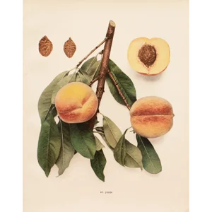 1900s U. P. Hedrick, Original Antique Photogravure of St. John Peaches