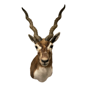 Vintage African Gazelle Large Shoulder Mount Taxidermy With Horns