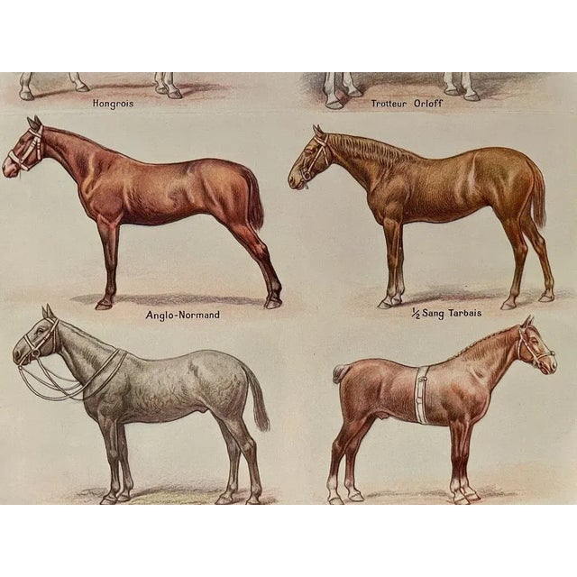 Maurice Dessertenne, Horses (Thoroughbred and Halfbred), 1920, Lithographic Engraving For Sale - Image 3 of 5