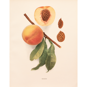 1900s U. P. Hedrick, Original Antique Photogravure of Brigdon Peaches