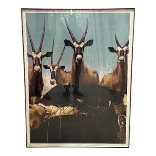 1980s Hiroshi Sugimoto Gemsbok Photograph For Sale