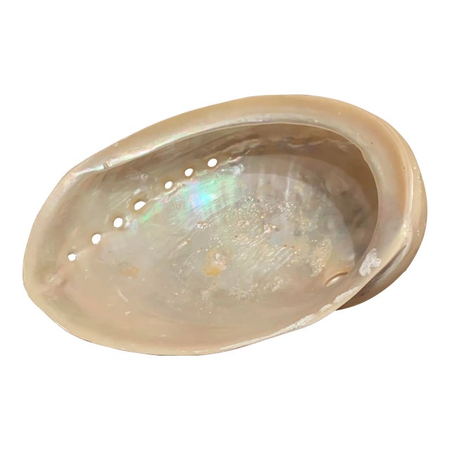 Mid 20th Century Abalone Shell For Sale