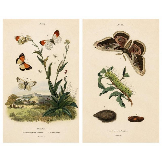 E. Guérin, Butterfly and Moth, 1835, Engraving, Set of 2 For Sale - Image 3 of 13