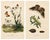 E. Guérin, Butterfly and Moth, 1835, Engraving, Set of 2 For Sale - Image 3 of 13