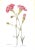 "Old Carnations & Pinks" 1955 Moreton, C. Oscar For Sale - Image 9 of 11