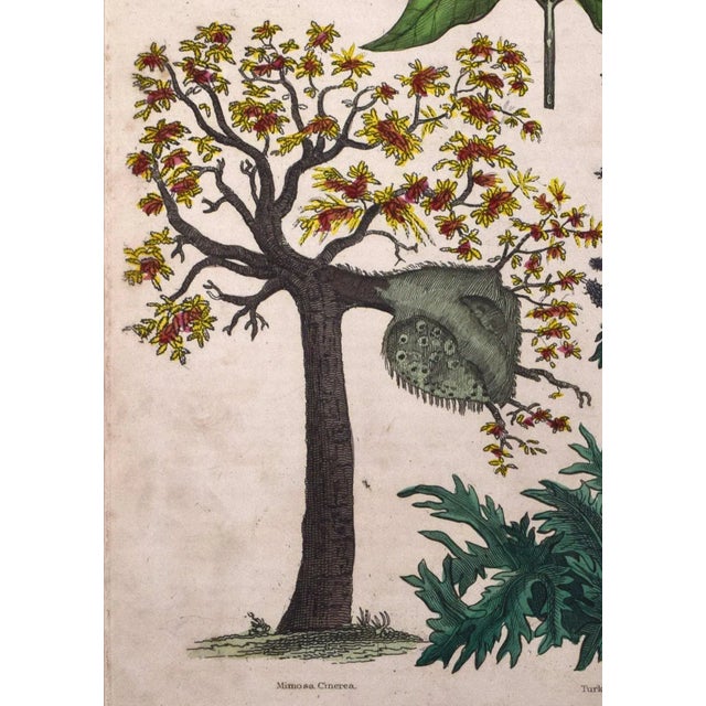 Early 19th Century 19th Century Antique Hand Colored Tropical Botanical Engraving- Mimosa For Sale - Image 5 of 8