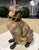A large late 19th century English cold-painted terracotta model of a seated bulldog, with striking inset glass eyes and a...