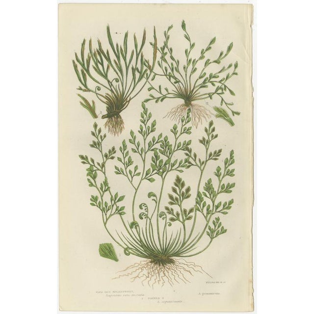 This distinctive botanical triptych presents three classic club moss species, illustrated with clarity and careful...
