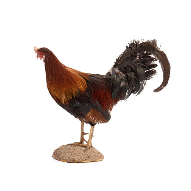 A standing life-size taxidermy Gamecock. Brilliant and incredibly preserved plumage, Excellent taxidermy craftsmanship.