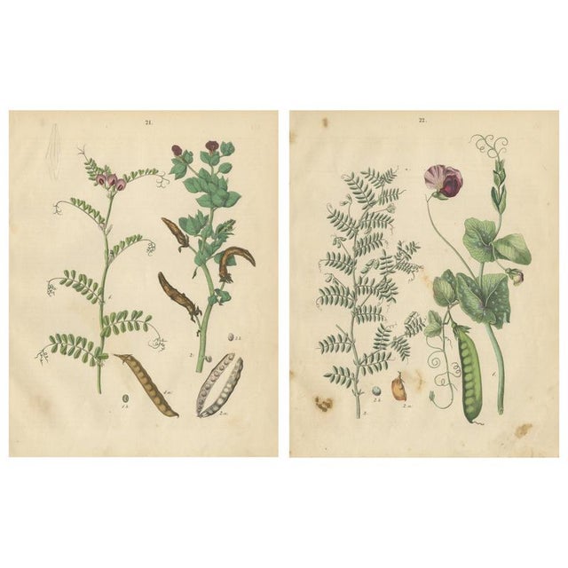Carl Gustav Calwer, Peas and Beans, Germany, 1852, Paper, Set of 2 For Sale - Image 9 of 9