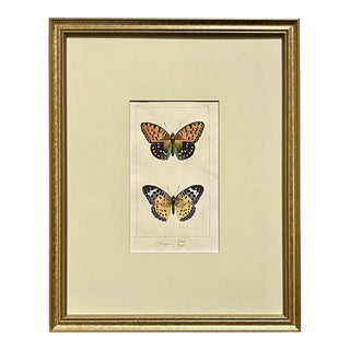 Antique Original French Butterfly Print Hand Color Paris 1835 by Lucas For Sale