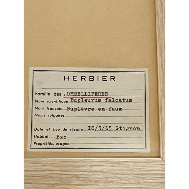 Vintage Set of 4 French Custom Framed Herbarium Herbier Botanical Specimens For Sale - Image 4 of 14