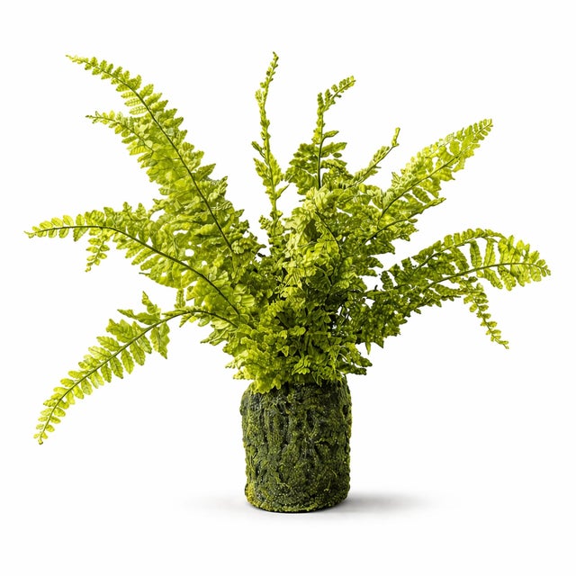 Refresh your home with the lush, vibrant look of this Potted Fern Plant. Featuring bright green fronds with finely...