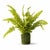 Refresh your home with the lush, vibrant look of this Potted Fern Plant. Featuring bright green fronds with finely...