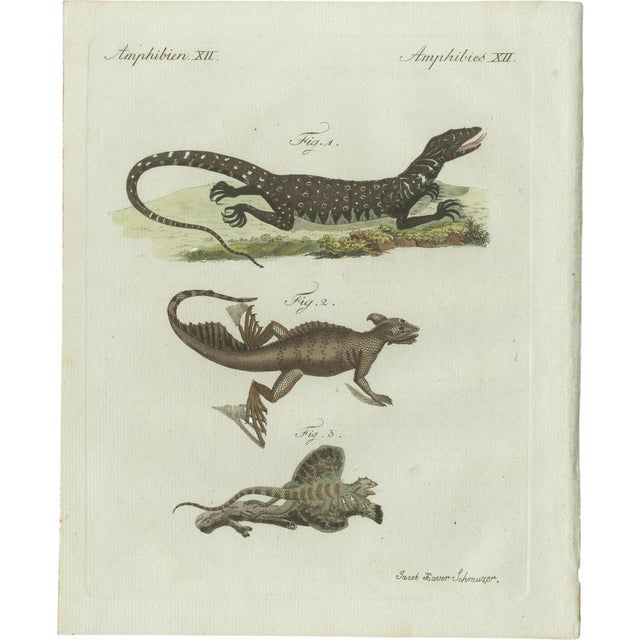 Bertuch, Exotic Lizards and Flying Dragon, 1800, Engraving For Sale - Image 9 of 9