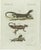 Bertuch, Exotic Lizards and Flying Dragon, 1800, Engraving For Sale - Image 9 of 9